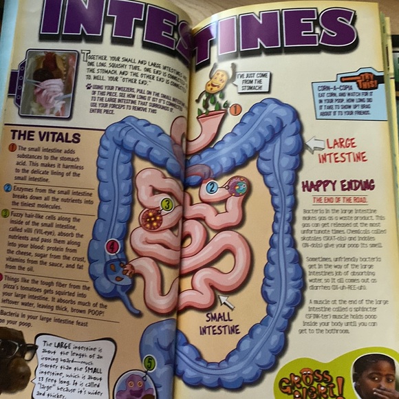 Youth science toy - Squishy Human Body 8+ - Picture 10 of 12